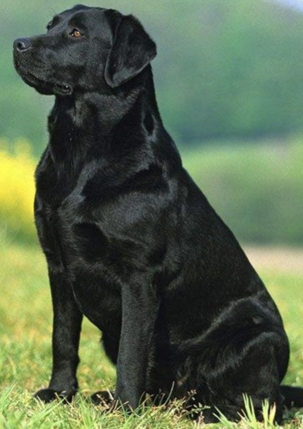 爱犬阿奇,黑色拉布拉多,雄性,1岁,胆小性情很温顺.